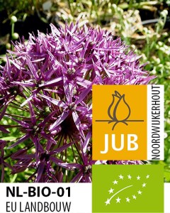 BIO Allium Violet Beauty